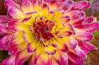 USA, Washington State, Sammamish. Garden with frost on dahlia Art Print